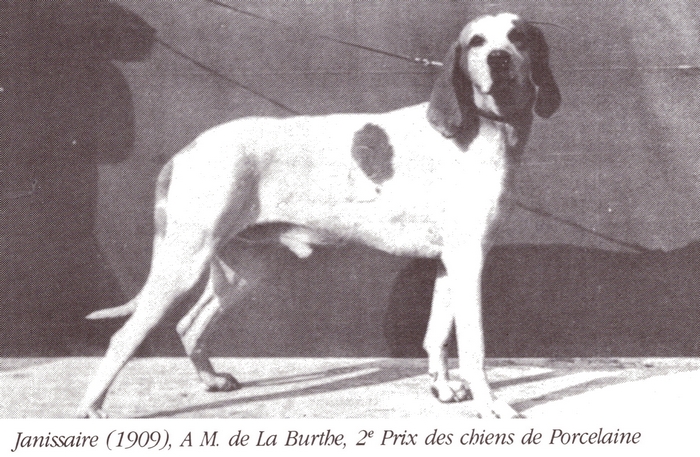Le chien Janissaire - Tiré de l'ouvrage Deux Siècles de Vènerie à travers la France - H. Tremblot de la Croix et B. Tollu (1988)